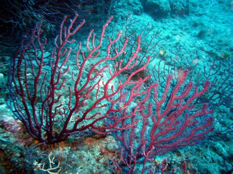 Paramuricea Clavata Alchetron The Free Social Encyclopedia