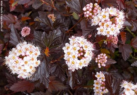 Physocarpus Opulifolius Jonight Midnight Havlis Cz