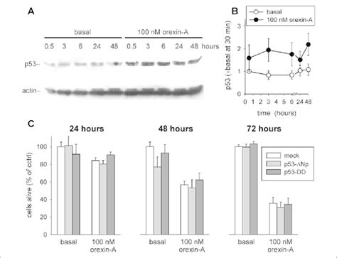 p53 is not responsible for p38 MAPK/ SAPK-mediated cell death. A and B ... 
