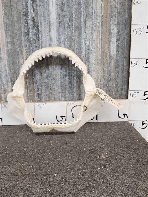 Big Mako Shark Jaws Taxidermy Auction