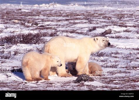 Polar bears in Churchill Canada Stock Photo - Alamy