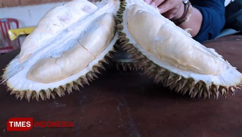 'Durian Kanjeng': A Special Durian for the Nobles at Kampung Durian ...