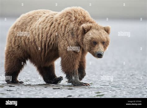 Alaskan grizzly bear hi-res stock photography and images - Alamy