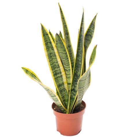 1 X Sansevieria Laurentii Plante Serpent Colorée Arbuste D Intérieur