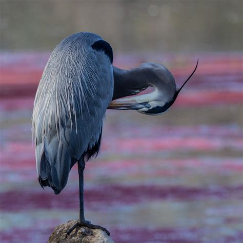 A Great Blue Heron Preening As Photographed By Michael Reinhart