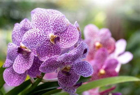 12 TIPOS de ORQUÍDEAS Nombres fotos y VÍDEO