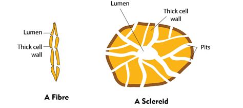 Sclerenchyma Tissue Diagram