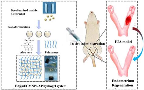 Gels Free Full Text Poloxamer Based Scaffolds For Tissue