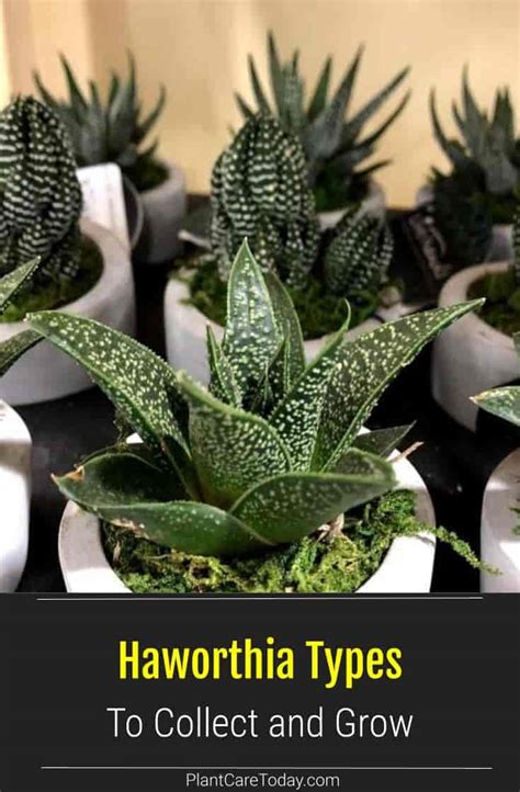 Popular Types Of Haworthia Succulents To Grow