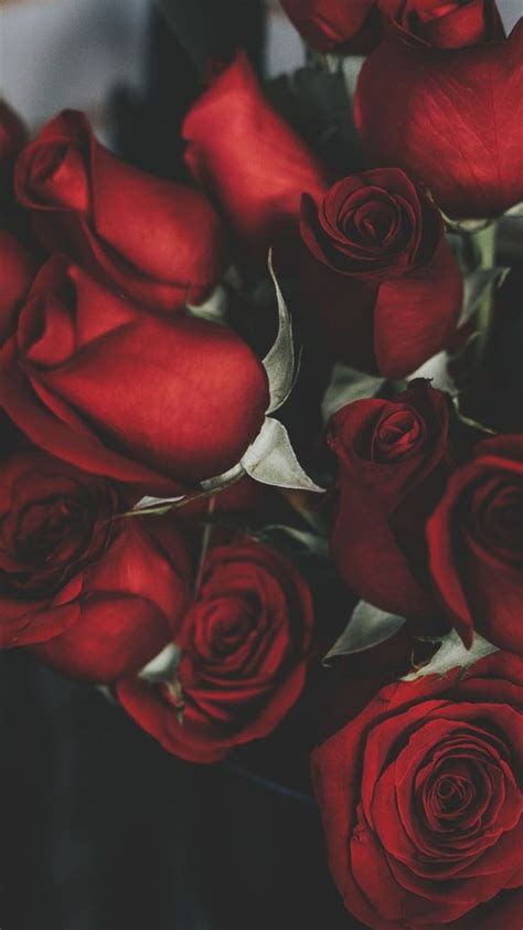 El Top 48 Fondos De Rosas Rojas Tumblr Abzlocalmx