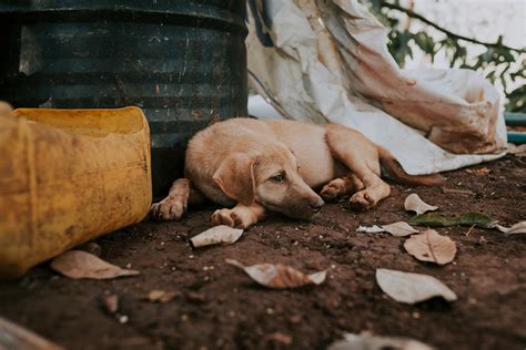 Sad homeless dog lying on street · Free Stock Photo