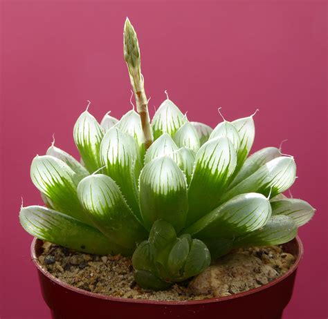 Haworthia Cooperi Succulent Guide