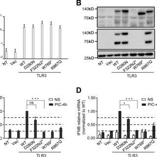 Production And Function Of The Mutant Forms Of Tlr Of P In Vitro A