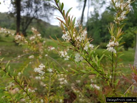 Buy Midyim Copper Tops Austromyrtus Dulcis X Tenuifolia