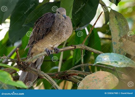 barred cuckoo dove beautiful colored dove native  forests