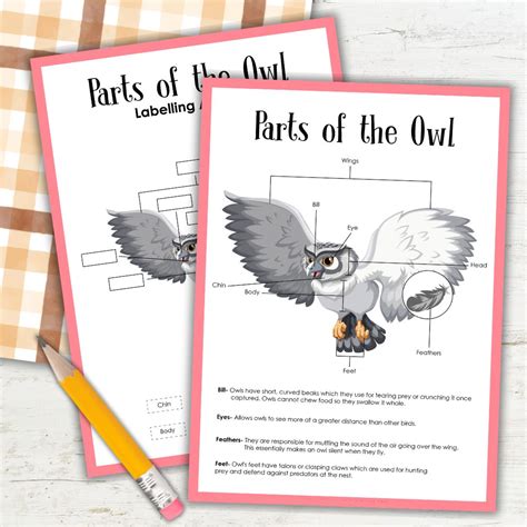 Free Owl Science Worksheets And Activities For Homeschoolers