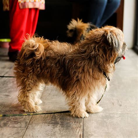 Shih Tzu Puppies For Sale In Florida Uptown Puppies