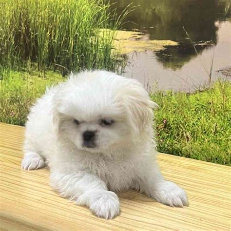 Pekingese For Sale Summit Zoo