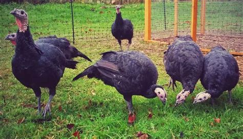 Pavo Negro Gallinas Ponedoras