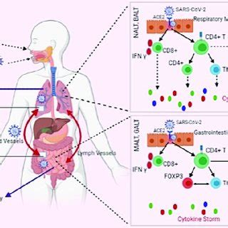 Exploration Of Immunology