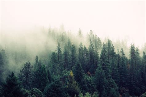 Foggy Forest Desktop Wallpapers Top Free Foggy Forest Desktop