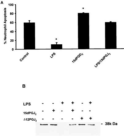 A Effect Of Dpgj On Lps Induced Inhibition Of Neutrophil