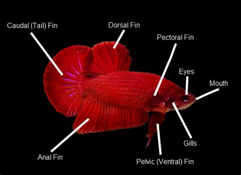 Anatomy Betta Splendens Wiki Fandom Powered By Wikia