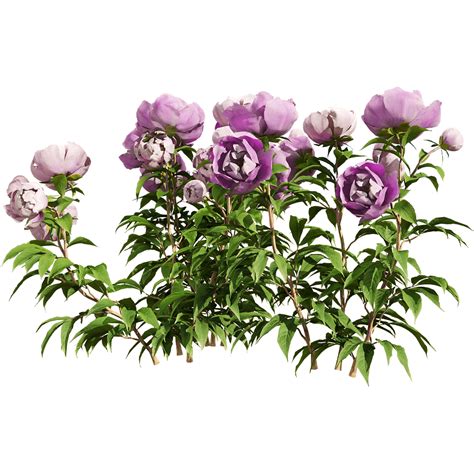 Paeonia Lactiflorai 4 Download The 3d Model 36243