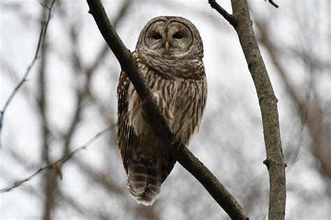 Chouette Rayée Barred Owl Strix Varia In Explore No 24 Flickr