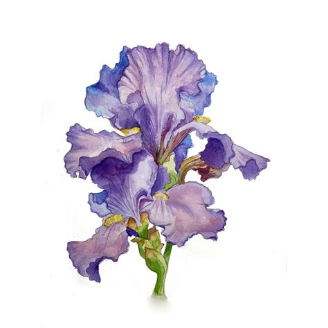 Watercolor Iris Original Painting Flower Art Floral Art Floral Painting