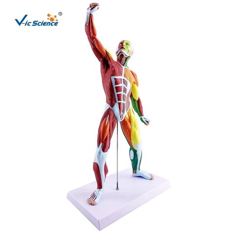 Miniature Human Muscular Figure Anatomy Model Anatomical Muscle Model