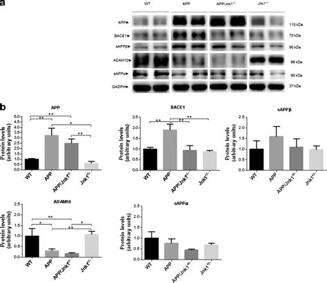 Representative Immunoblot Images And Quantification Of Key Molecules Download Scientific