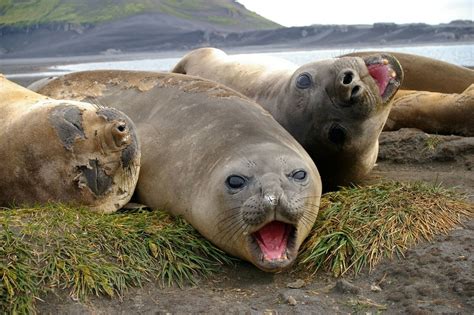 Animals Australian Antarctic Program