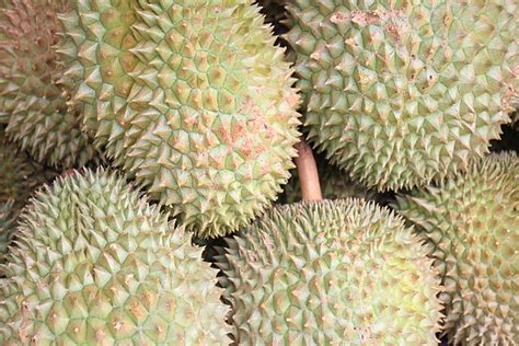 More Regions Get Green Light To Export Vietnams Durian To China