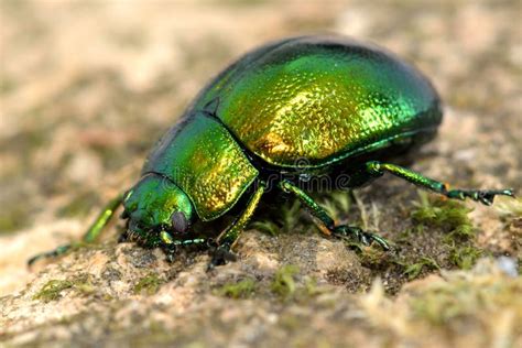 Mint Leaf Beetle Chrysolina Herbacea Stock Photo Image Of Wild