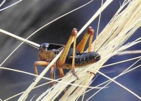 Migratory Locust | SIMILAR BUT DIFFERENT IN THE ANIMAL KINGDOM