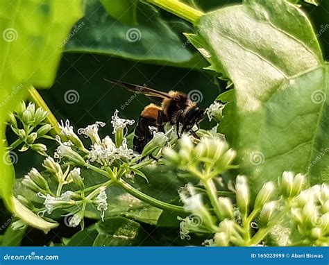 白花蜜蜂 库存图片 图片 包括有 收集 蜂蜜 绿色 叶子 背包 庭院 绽放 空白 的根底 165023999