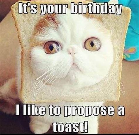 Happy Birthday Memes With Cats