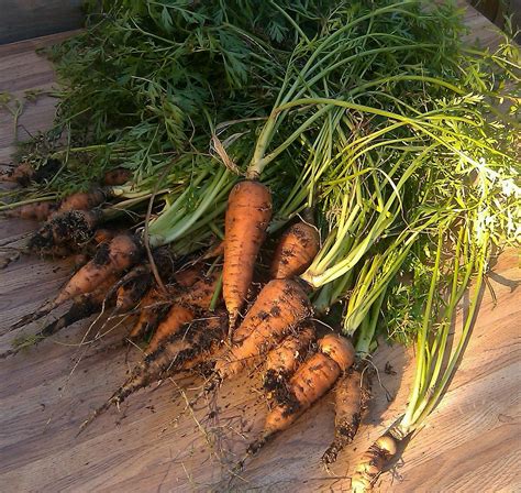 Homestead Roots: Carrot Harvest! Thinning for higher yields