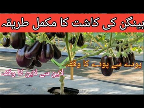 Baingan بینگن Ke Kasht Brinjal Farming How to grow Brinjal