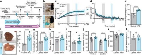 Long Term High Fat Diet Hfd Causes Severe Obesity In C57bl6jrj Mice