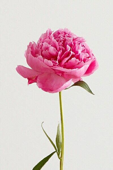 Beautiful Pink Peony In A Vase