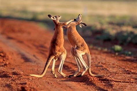 Australian Boxing Kangaroo