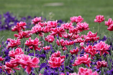 Blumen Pflanzen Wiese Kostenloses Foto Auf Pixabay Pixabay