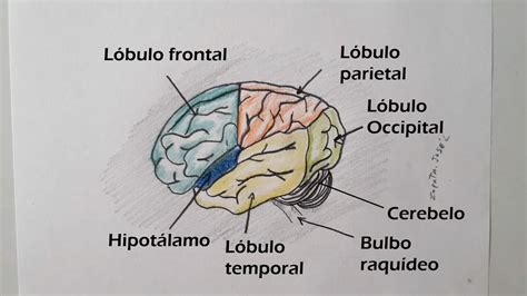 Las Partes Del Cerebro Y Sus Funciones Youtube Images Hot Sex Picture