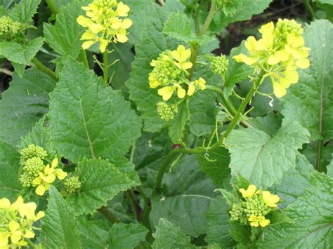 Found Fruit: Stalking Wild Mustard, aka Rapini