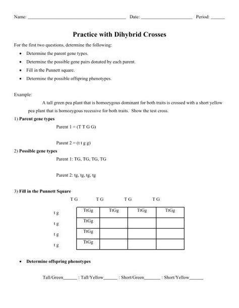 Practice With Dihybrid Crosses Worksheets Library