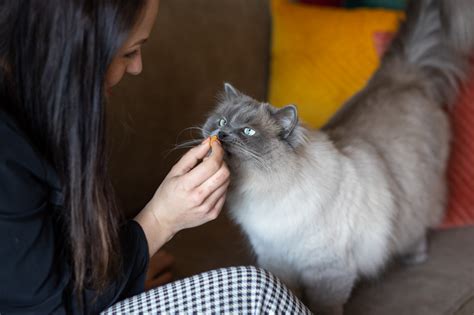 De Perfecte Kat Op De Foto Fotoshoot Met Je Kat