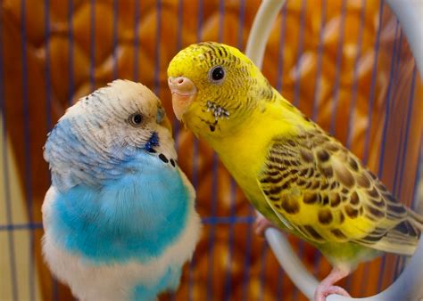 Inspire Information Beautiful Love Birds Wallpapers