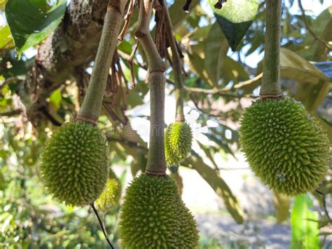 Small Durian Fruit Stock Photo Image Of Asian Harvest 36579780